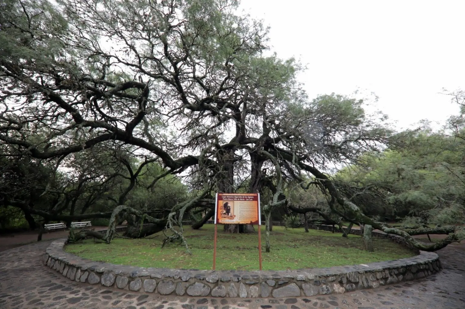 Algarrobo Abuelo arbol milenario Merlo San Luis